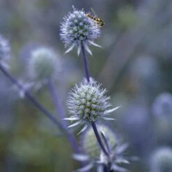 Blue Glitter Sea Holly (Eryngium) -Garden Plant Store blue glitter sea holly