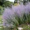 Blue Spires Russian Sage -Garden Plant Store blue spire russian sage 1