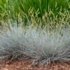 Blue Whiskers Fescue Grass -Garden Plant Store blue whiskers fescue grass 1