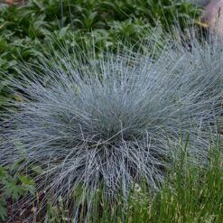 Blue Whiskers Fescue Grass -Garden Plant Store blue whiskers fescue grass 3