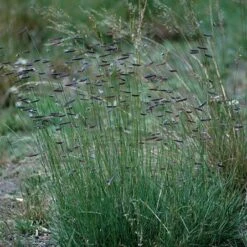 Hachita Blue Grama Grass Plugs -Garden Plant Store bouteloua gracilis hachita3 1