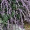 Silver Spring Blooming Butterfly Bush (Buddleia) -Garden Plant Store buddleia alternafolia argentea close up