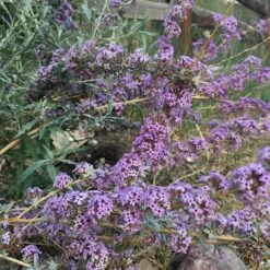 Silver Spring Blooming Butterfly Bush (Buddleia) -Garden Plant Store buddleia alternifolia argentea
