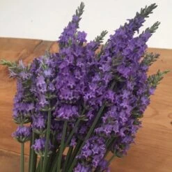 Sensational!™ Lavender 7 Sensational!™ Lavender -Garden Plant Store bundle of lavender flowers flowrs