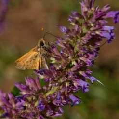 Blue Blazes Agastache -Garden Plant Store butterfly on blue blazes hyssop