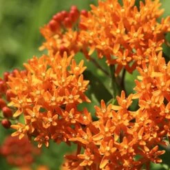 Butterfly Weed -Garden Plant Store butterfly weed 2