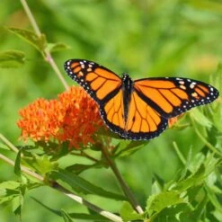 Butterfly Weed -Garden Plant Store butterfly weed 3