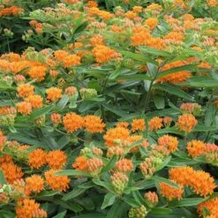Butterfly Weed -Garden Plant Store butterfly weed 4