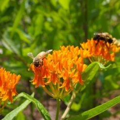 Butterfly Weed (Clay Form) 15 Butterfly Weed (Clay Form) -Garden Plant Store butterfly weed asclepias tuberosa garden