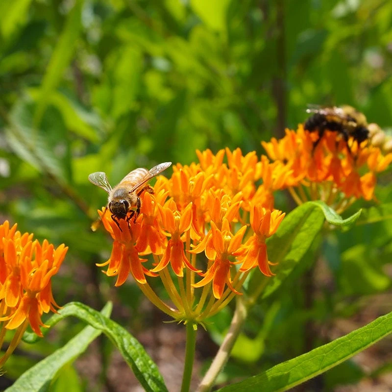 Butterfly Weed (Clay Form) 9 Butterfly Weed (Clay Form) - Image 7