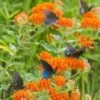 Butterfly Weed -Garden Plant Store butterfly weed butterflies 1