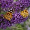 Buzz® Midnight Butterfly Bush (Buddleia) -Garden Plant Store buzz midnight butterfly bush buddleia purple