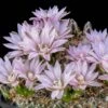 Miniature Chin Cactus (Gymnocalycium) -Garden Plant Store cactus gymnocalycium bruchii cropped 1