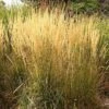 Karl Foerster Feather Reed Grass -Garden Plant Store calamagrostis acutiflora karl foerster grass 3