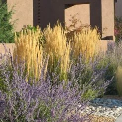 Karl Foerster Feather Reed Grass -Garden Plant Store calamagrostis karl foerster w russian sage 3