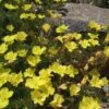 Sundrops (Calylophus) -Garden Plant Store calylophus drummondii 1