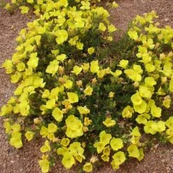 Sundrops (Calylophus) -Garden Plant Store calylophus drummondii 3
