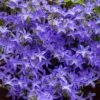 Blue Waterfall Bellflower (Campanula) 2 Blue Waterfall Bellflower (Campanula) -Garden Plant Store campanula blue waterfall 1