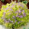 Dickson's Gold Bellflower (Campanula) -Garden Plant Store campanula dicksons gold 1