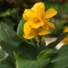 CannaSol™ Happy Emily® Canna Lily -Garden Plant Store canna cannasol series canna lily yellow happy emily in pot cropped