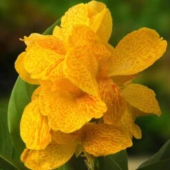CannaSol™ Happy Emily® Canna Lily 5 CannaSol™ Happy Emily® Canna Lily -Garden Plant Store canna cannasol series canna lily yellow happy emily cropped