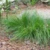 Appalachian Sedge 2 Appalachian Sedge -Garden Plant Store carex appalachica hoffman cropped 2 2