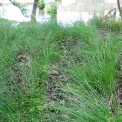 Appalachian Sedge -Garden Plant Store carex appalachica hoffman cropped 3 1