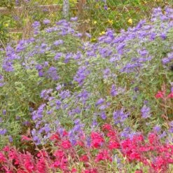 Dark Knight Caryopteris 7 Dark Knight Caryopteris -Garden Plant Store caryopteris dark knight bush