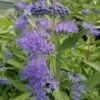 Dark Knight Caryopteris 1 Dark Knight Caryopteris -Garden Plant Store caryopteris dark knight 2