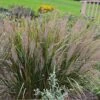 Caspian Feather Reed Grass -Garden Plant Store caspian feather reed grass