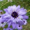 Cupid's Dart (Catanache) -Garden Plant Store catananche caerulea cupids dart flowers