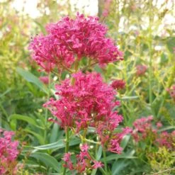 Rosy Trio Valerian Collection (Centranthus) -Garden Plant Store centranthus cropped 1