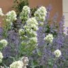 White Valerian (Centranthus) 1 White Valerian (Centranthus) -Garden Plant Store centranthus ruber albus and nepeta
