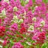 Rosy Trio Valerian Collection (Centranthus) 2 Rosy Trio Valerian Collection (Centranthus) -Garden Plant Store centranthus ruber jupiters beard cropped