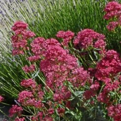 Pink Valerian (Centranthus) -Garden Plant Store centranthus ruber roseus jupiters beard
