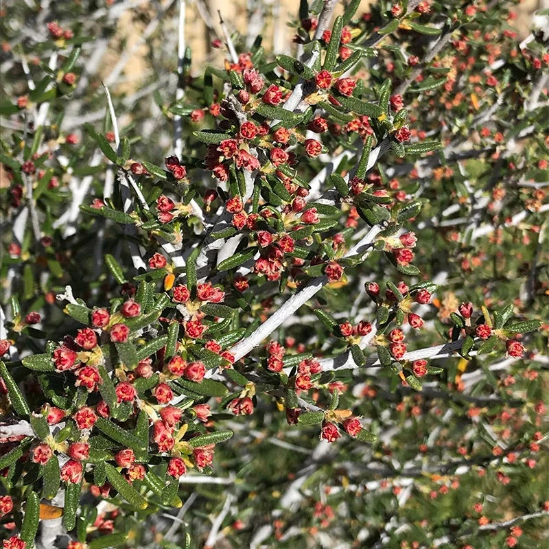 Littleleaf Mountain Mahogany (Cercocarpus) 5 Littleleaf Mountain Mahogany (Cercocarpus) - Image 3
