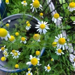 Alternative Lawn Wildflower Seed Mix -Garden Plant Store chamomile potted