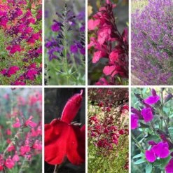 Cold Hardy Rainbow Salvia Collection -Garden Plant Store cold hardy rainbow salvia coll 10 18 23