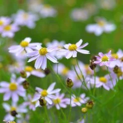 American Dream Coreopsis -Garden Plant Store coreopsis american dream 3