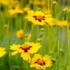 Sterntaler Coreopsis -Garden Plant Store coreopsis sterntaler tickseed 37945
