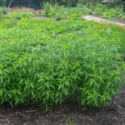 Gold Standard Coreopsis -Garden Plant Store coreopsis gold standard foliage cropped northcreek