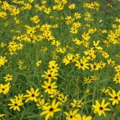 Garden Plant Store -Garden Plant Store coreopsis gold standard northcreek cropped