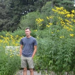 Gold Standard Coreopsis -Garden Plant Store coreopsis gold standard size scale northcreek cropped