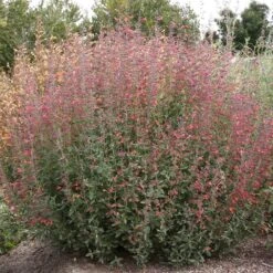 Coronado® Red Agastache 7 Coronado® Red Agastache -Garden Plant Store coronado red agastache full plant