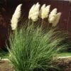 Dwarf Pampas Grass -Garden Plant Store cortaderia selloana pumila 2