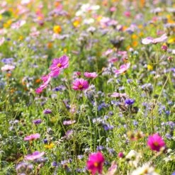 Dry Area Wildflower Seed Mix -Garden Plant Store cosmos bachelor buttons meadow