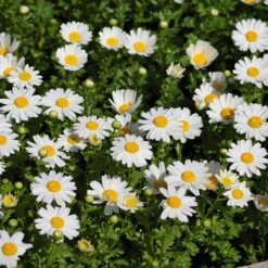 Alternative Lawn Wildflower Seed Mix -Garden Plant Store creeping daisy
