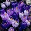 Blue Moon Dutch Crocus Mix -Garden Plant Store crocus blue moon mix