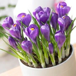 Remembrance Dutch Crocus 15 Remembrance Dutch Crocus -Garden Plant Store crocus remembrance visi75695