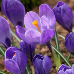 Remembrance Dutch Crocus 17 Remembrance Dutch Crocus -Garden Plant Store crocus remembrance visi86705